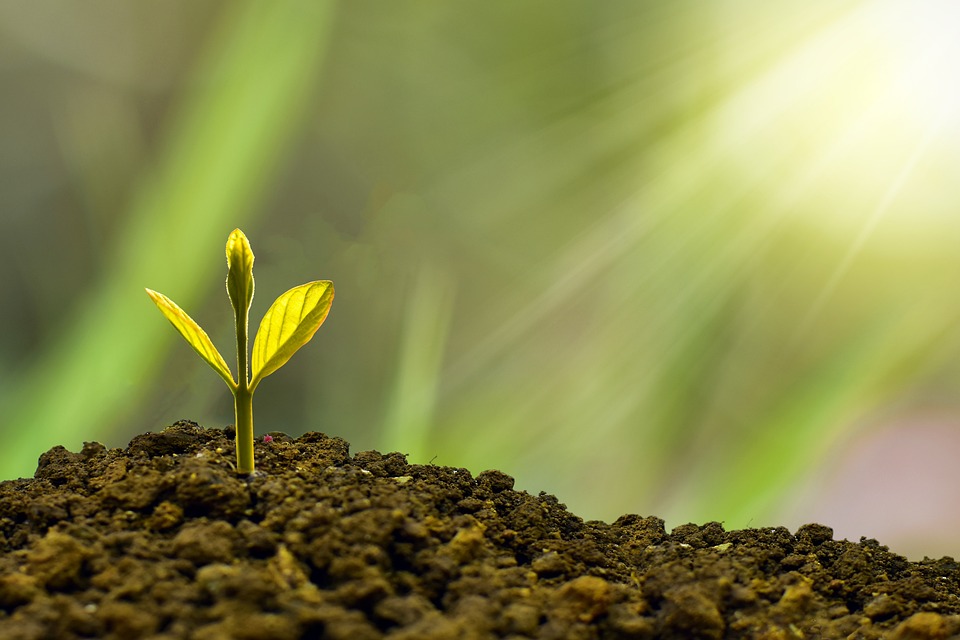 The Health Benefits of Eating More Plants